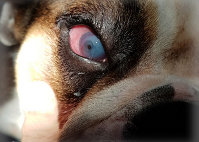 Паннус глаз и роговицы у собак